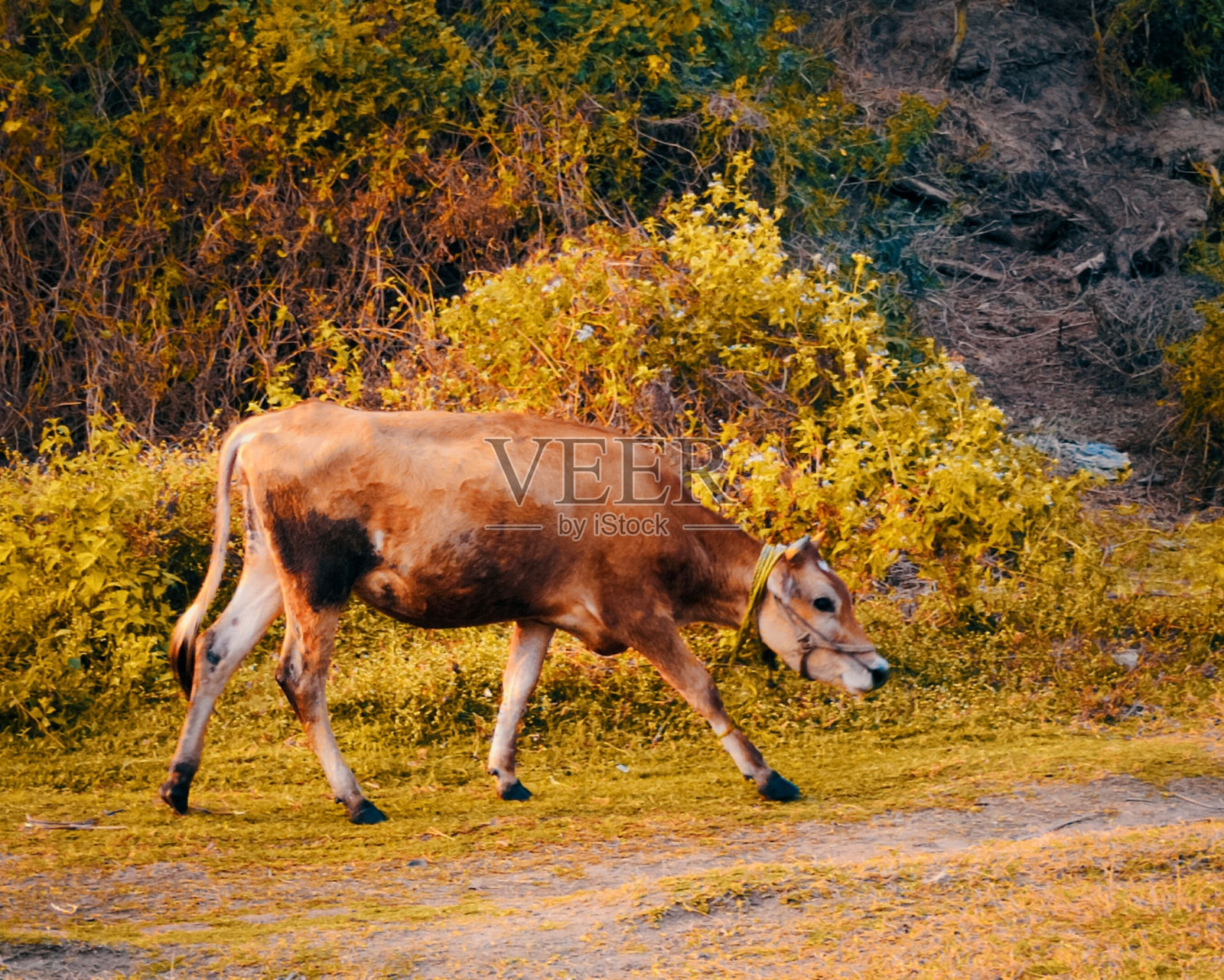 一头美丽的奶牛走在街上照片摄影图片