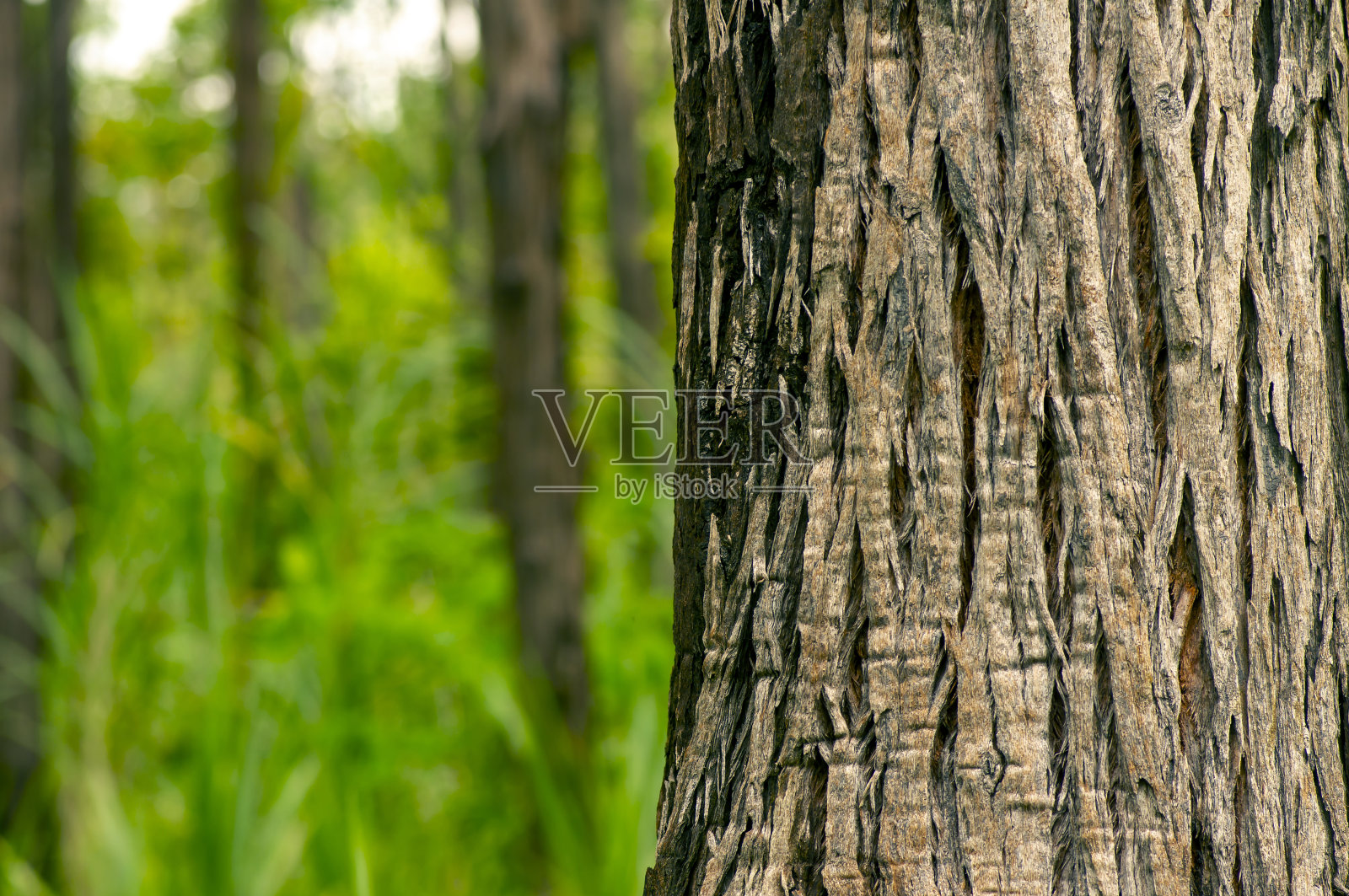 印度尼西亚日惹基利塔山的桉树森林照片摄影图片