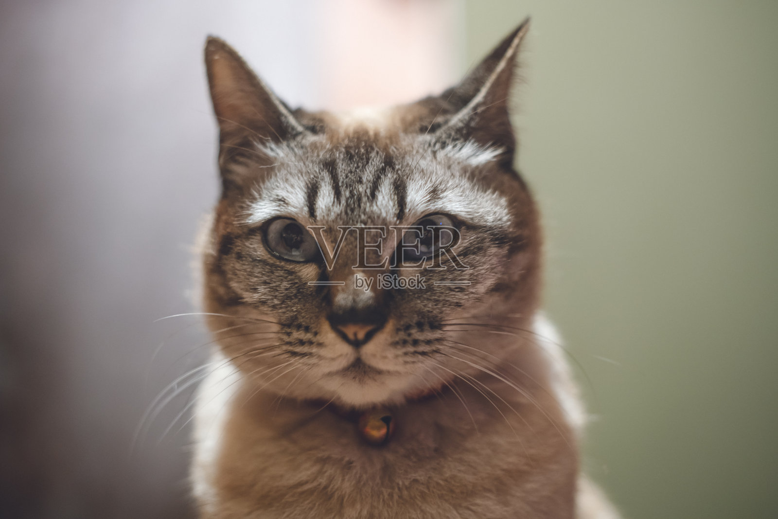 这是一只名叫莎娜的收容所猫，它的尾巴长得像连体猫或浣熊，自发地生活在日本福冈市伊藤岛的一所老房子里。照片摄影图片