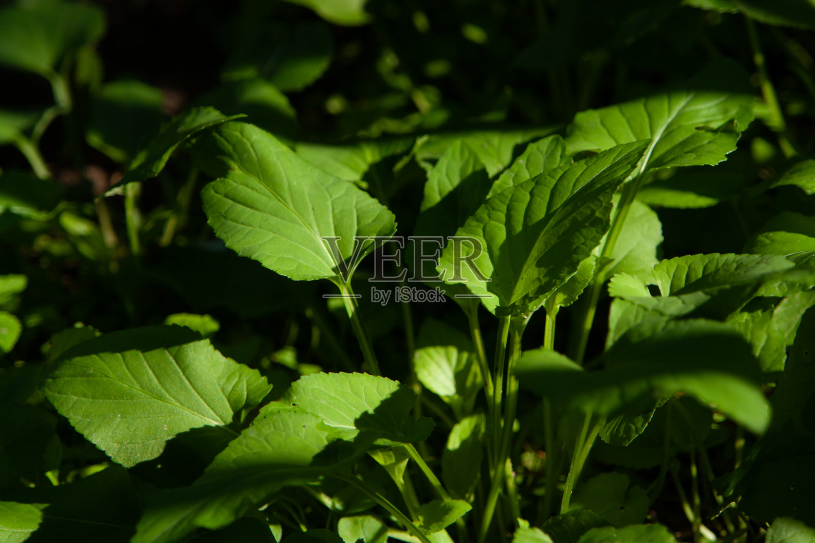 绿叶背景照片摄影图片