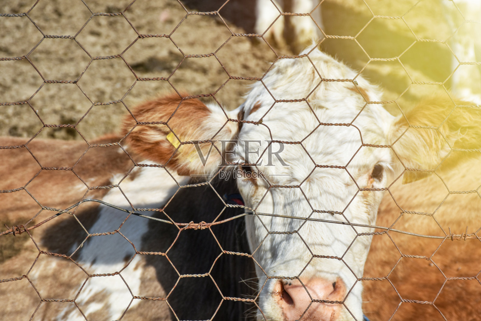 农场里的牛在铁丝网后面看着摄像机照片摄影图片