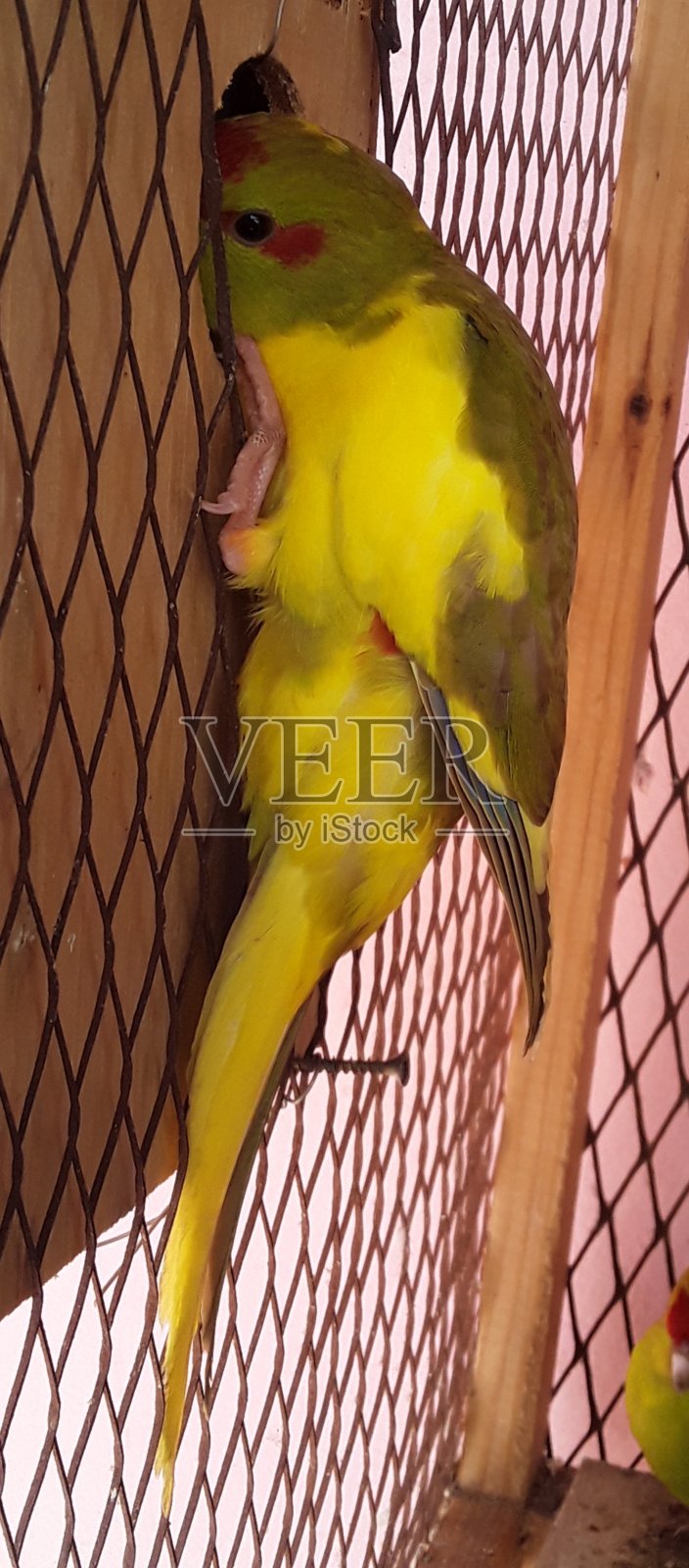 一只彩色的鸟照片摄影图片