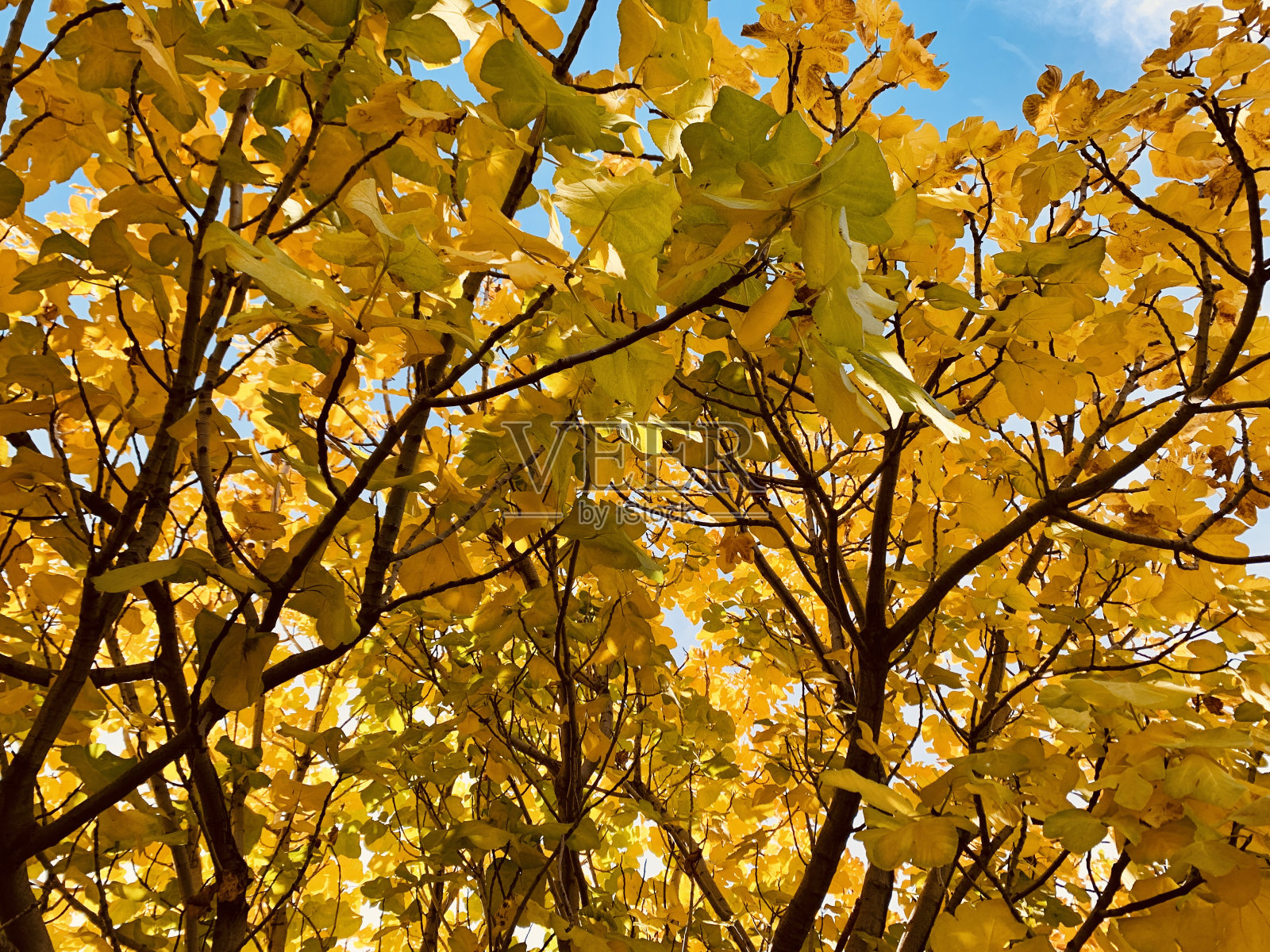 秋叶衬蓝天照片摄影图片