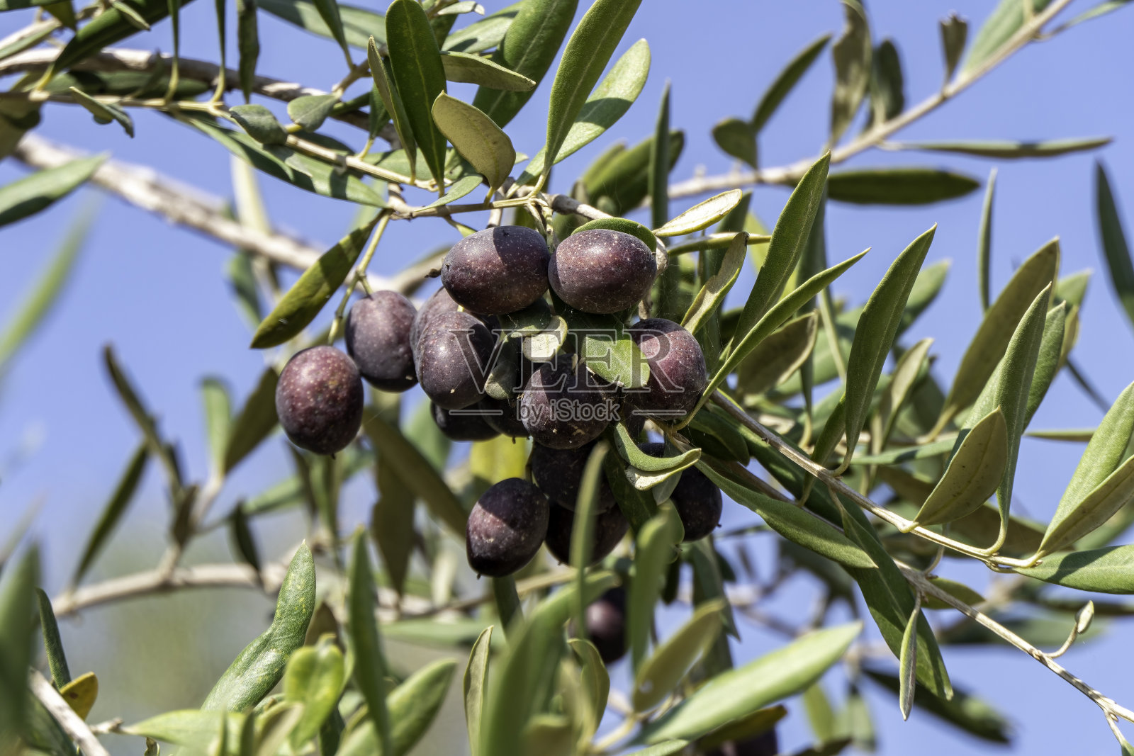 橄榄树上的成熟果实特写，采摘季，以色列照片摄影图片