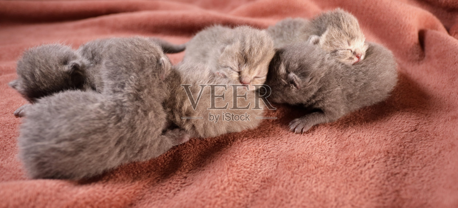 毯子上可爱的小猫。折叠品种。水平的旗帜照片摄影图片