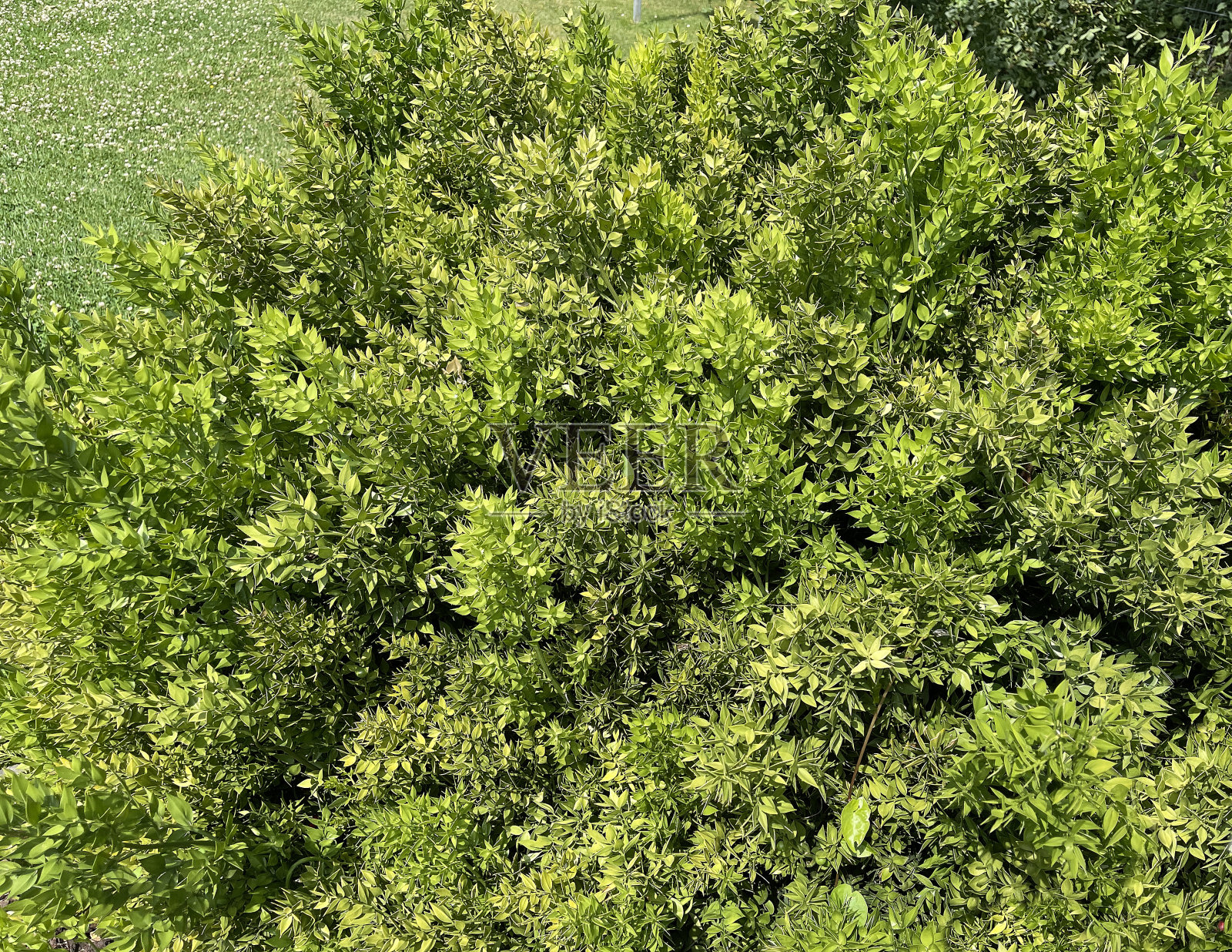 Stechender， Maeusedorn， Ruscus， aculeatus照片摄影图片