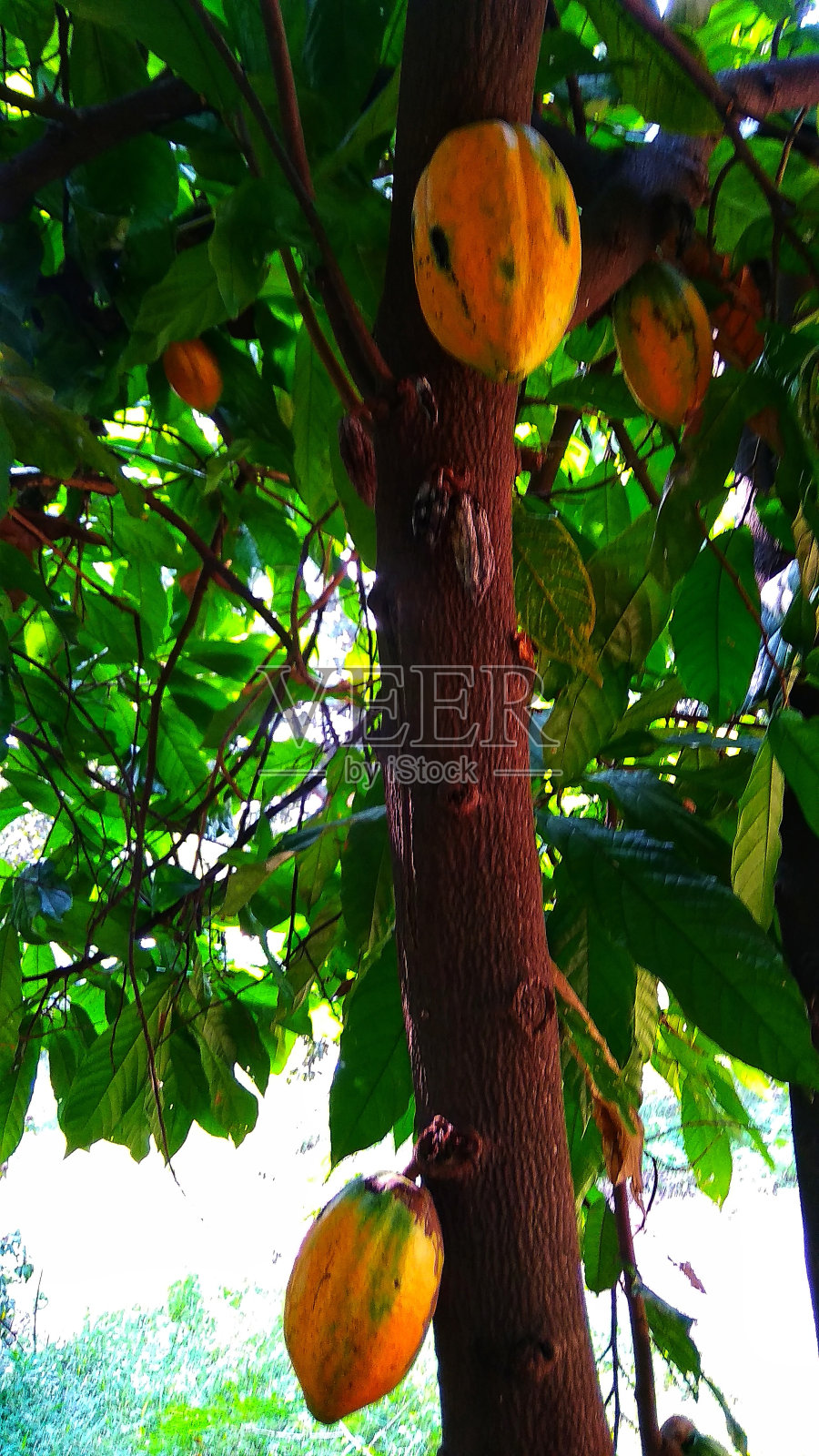 可可树或可可树照片摄影图片