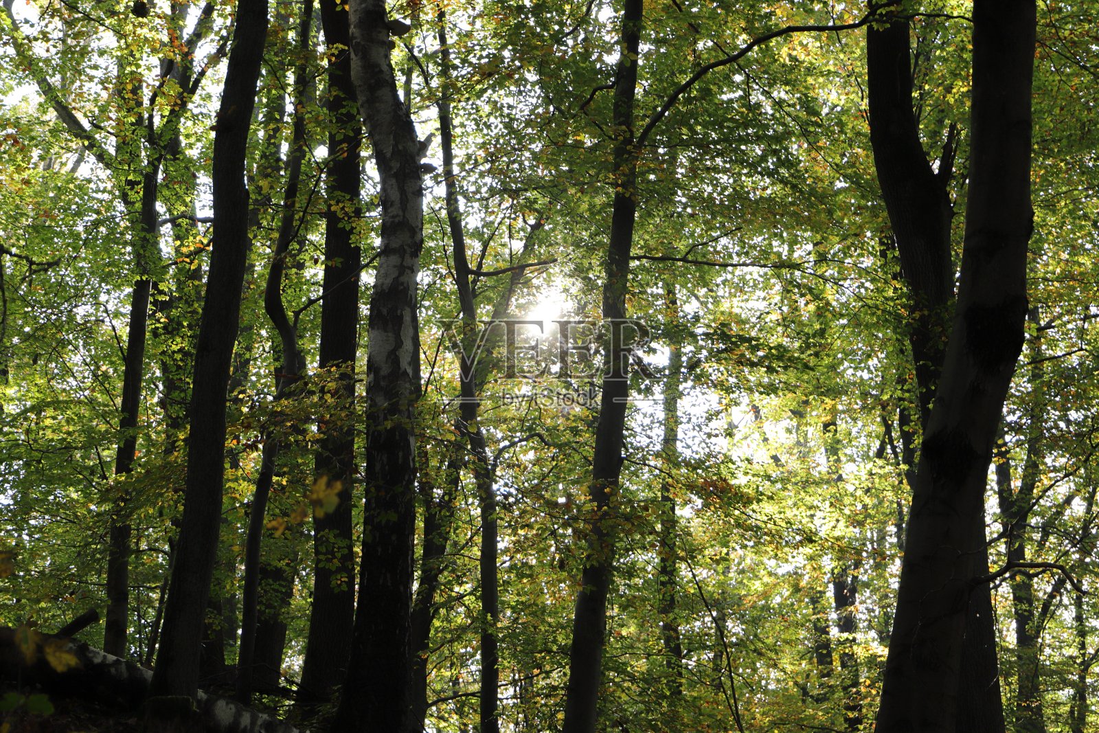 一个健康的绿色森林作为背景照片摄影图片