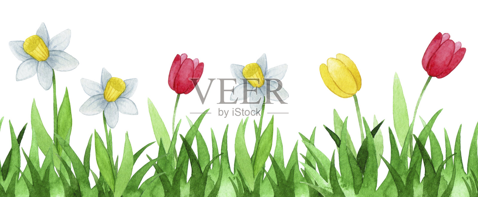 水彩绘画。绿色草地和野花的无缝边界。可爱的插图草地与春天的花朵郁金香和水仙花插画图片素材