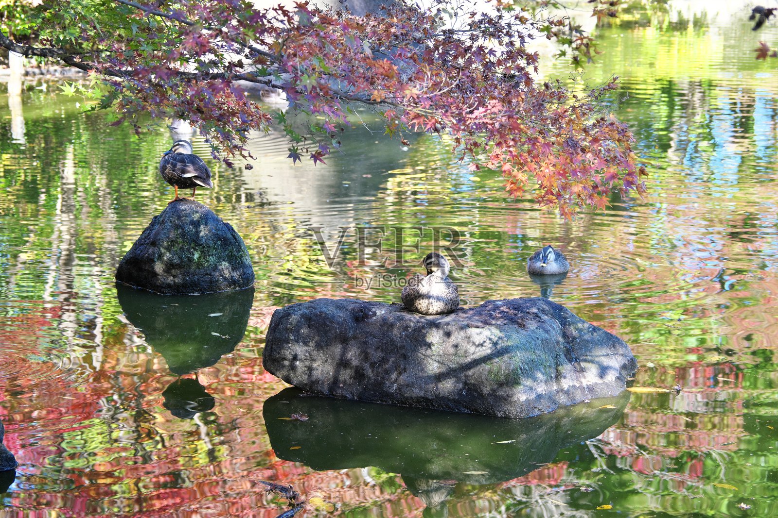 秋天，日本，池塘里的鸭子和红叶照片摄影图片