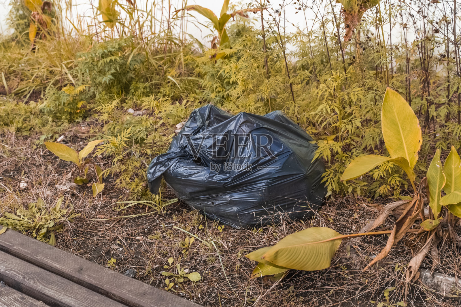 一个扔在泛黄的秋草上的黑色玻璃纸袋的特写。垃圾和废物对环境的污染。自愿打扫领地。清洁的一天。垃圾收集。照片摄影图片