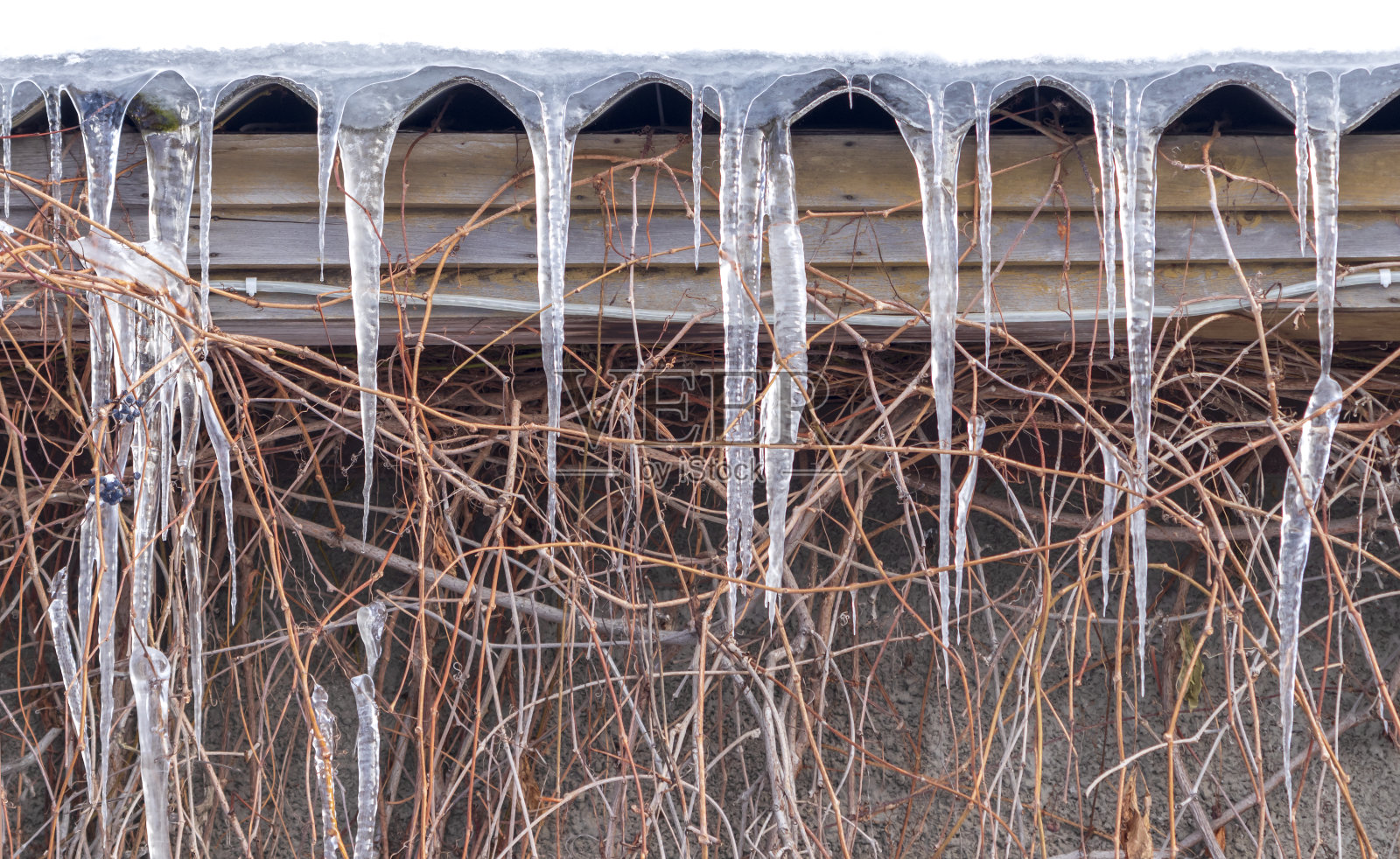 一间木屋的屋顶上挂着大冰柱，与藤蔓缠绕在一起。冬天的背景。照片摄影图片