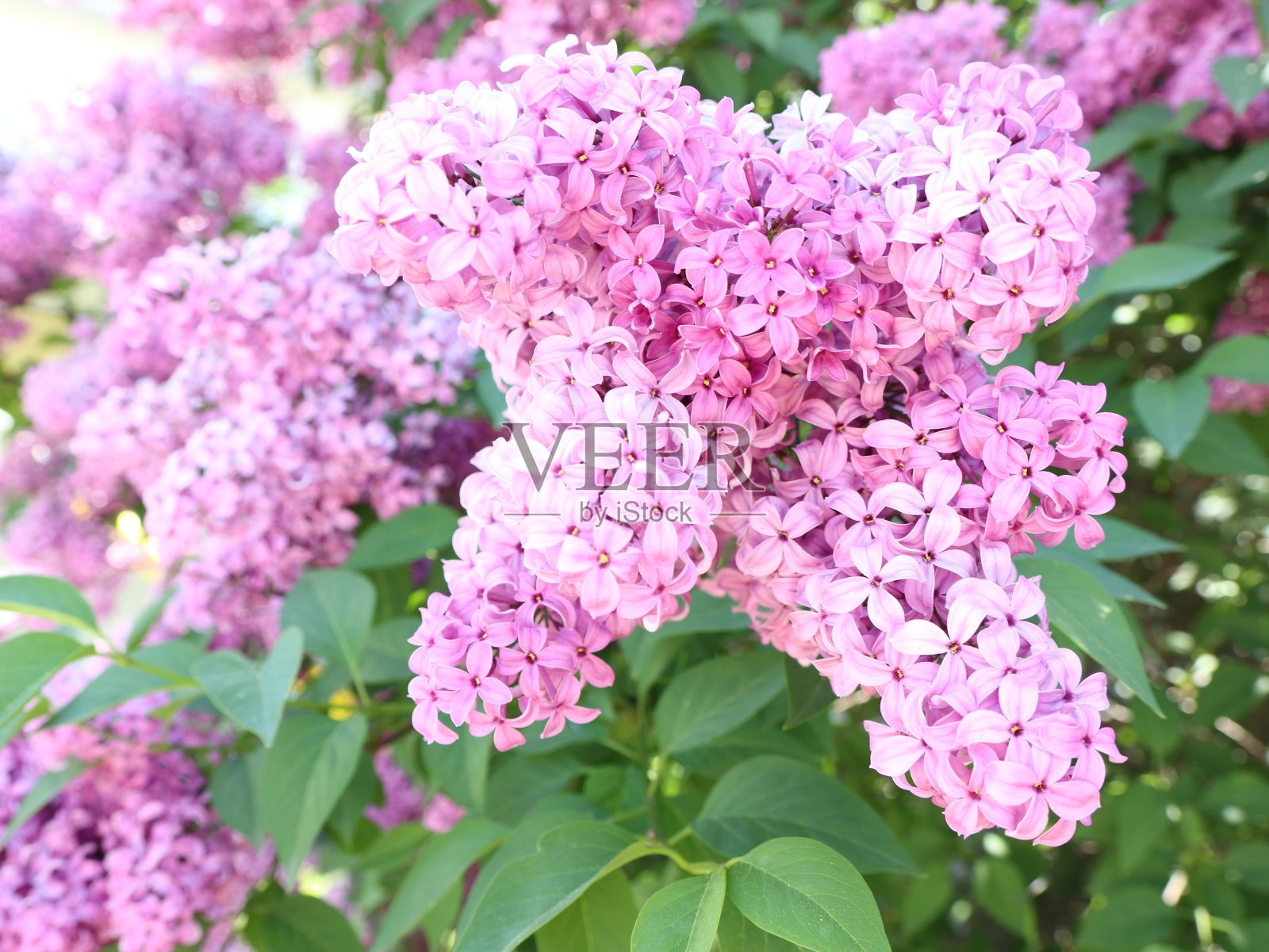 丁香花盛开的照片摄影图片