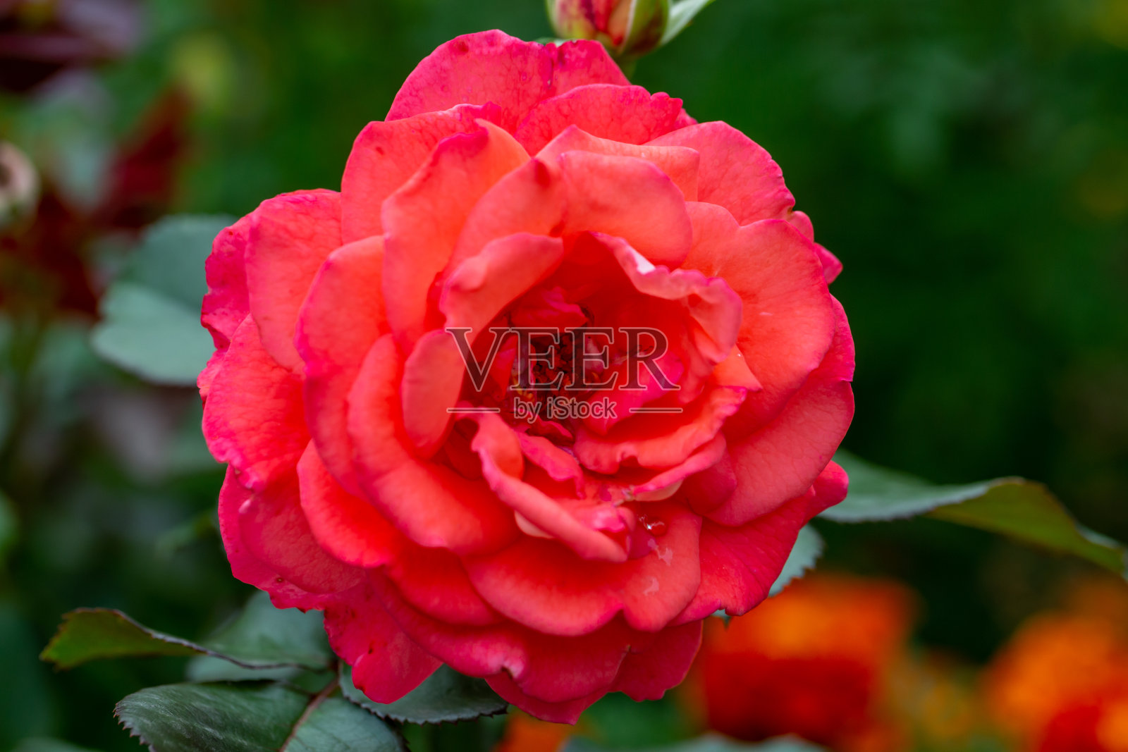 盛开的粉红玫瑰花蕾微距摄影在一个夏天的一天。照片摄影图片