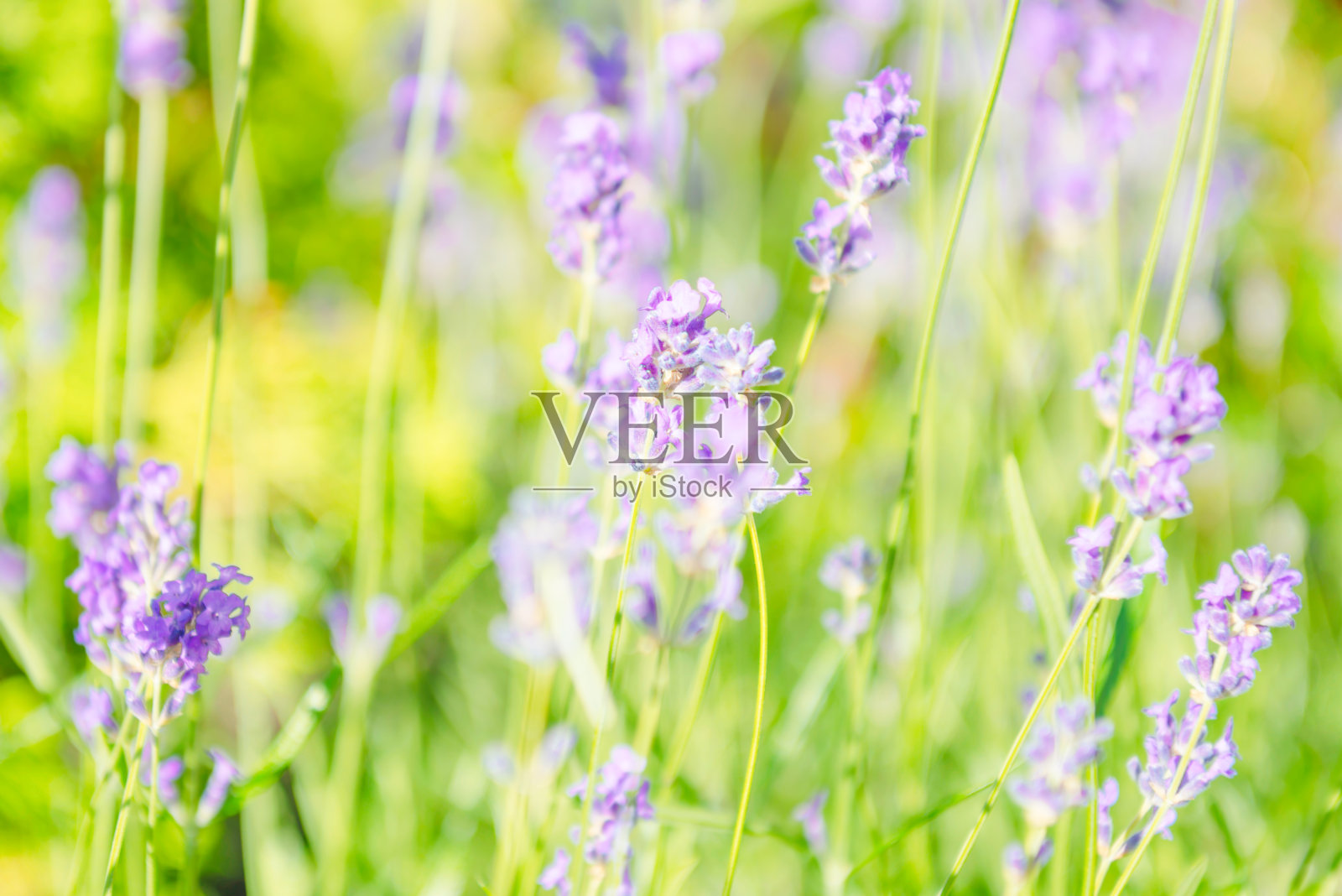 薰衣草紫罗兰花照片摄影图片