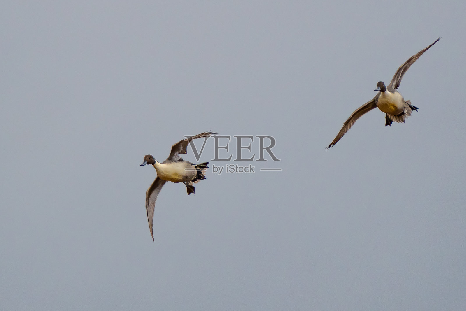 一对英俊的德雷克鱼尾辫进入诱饵区照片摄影图片