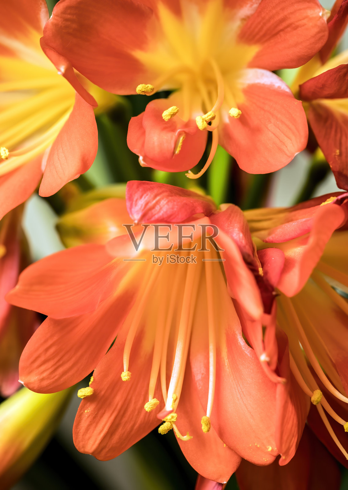 橙色盛开的君子兰花照片摄影图片