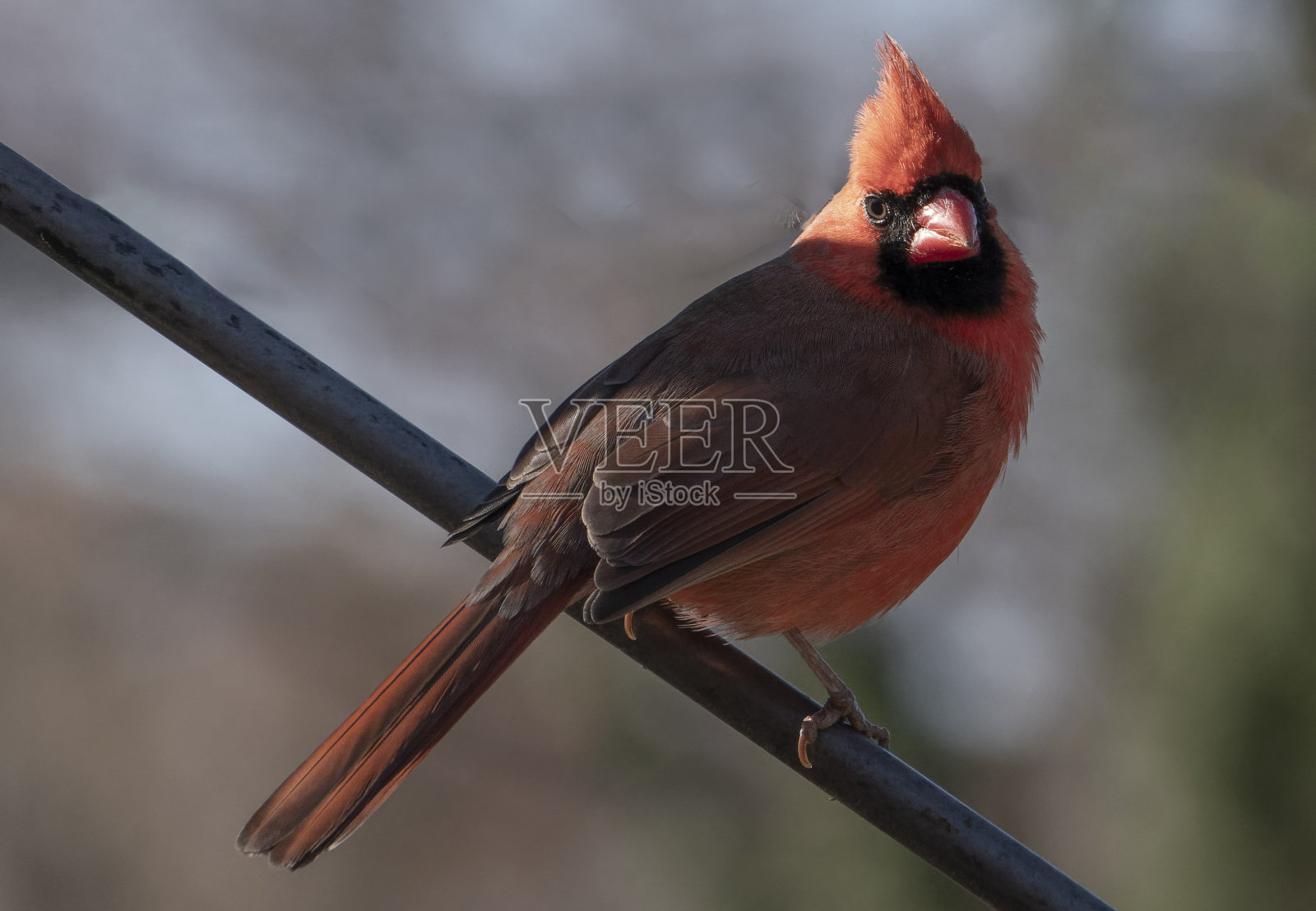 鲜红色的红衣主教在甲板上照片摄影图片