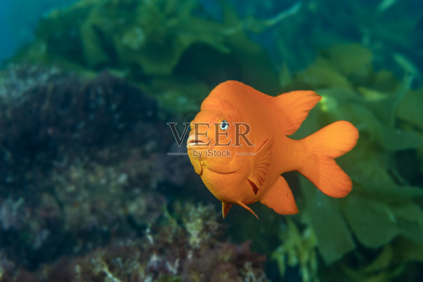 加州橙色加里波第鱼照片摄影图片