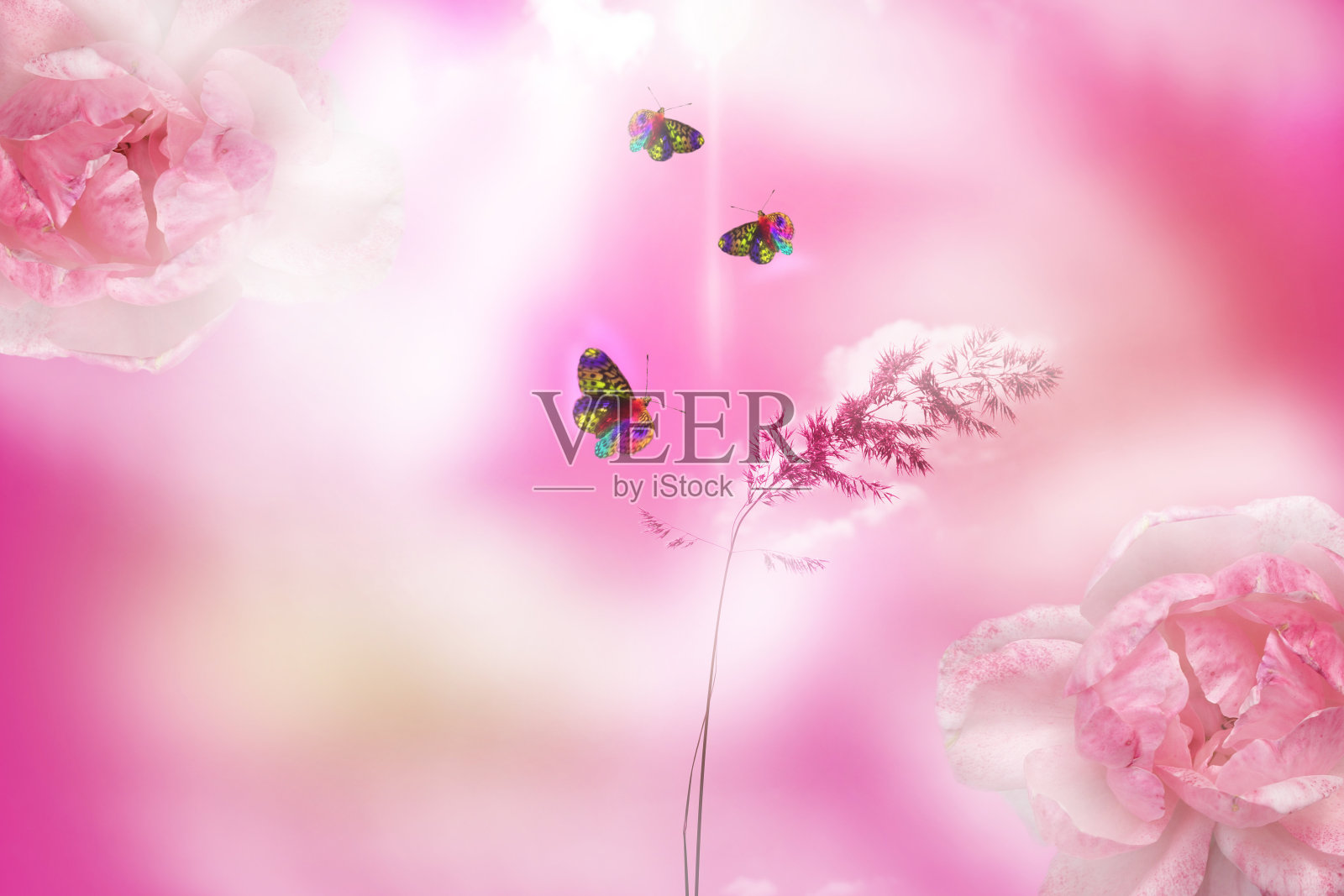 梦幻般的紫粉色渐变背景，玫瑰花、蒲苇和蝴蝶融合在柔和的彩色花卉构图中。仙女魔法氛围照片摄影图片