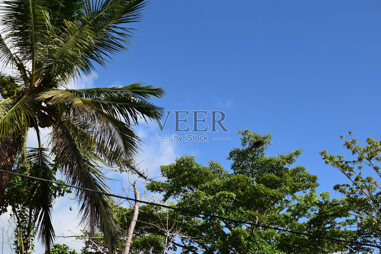 树蓝天照片摄影图片