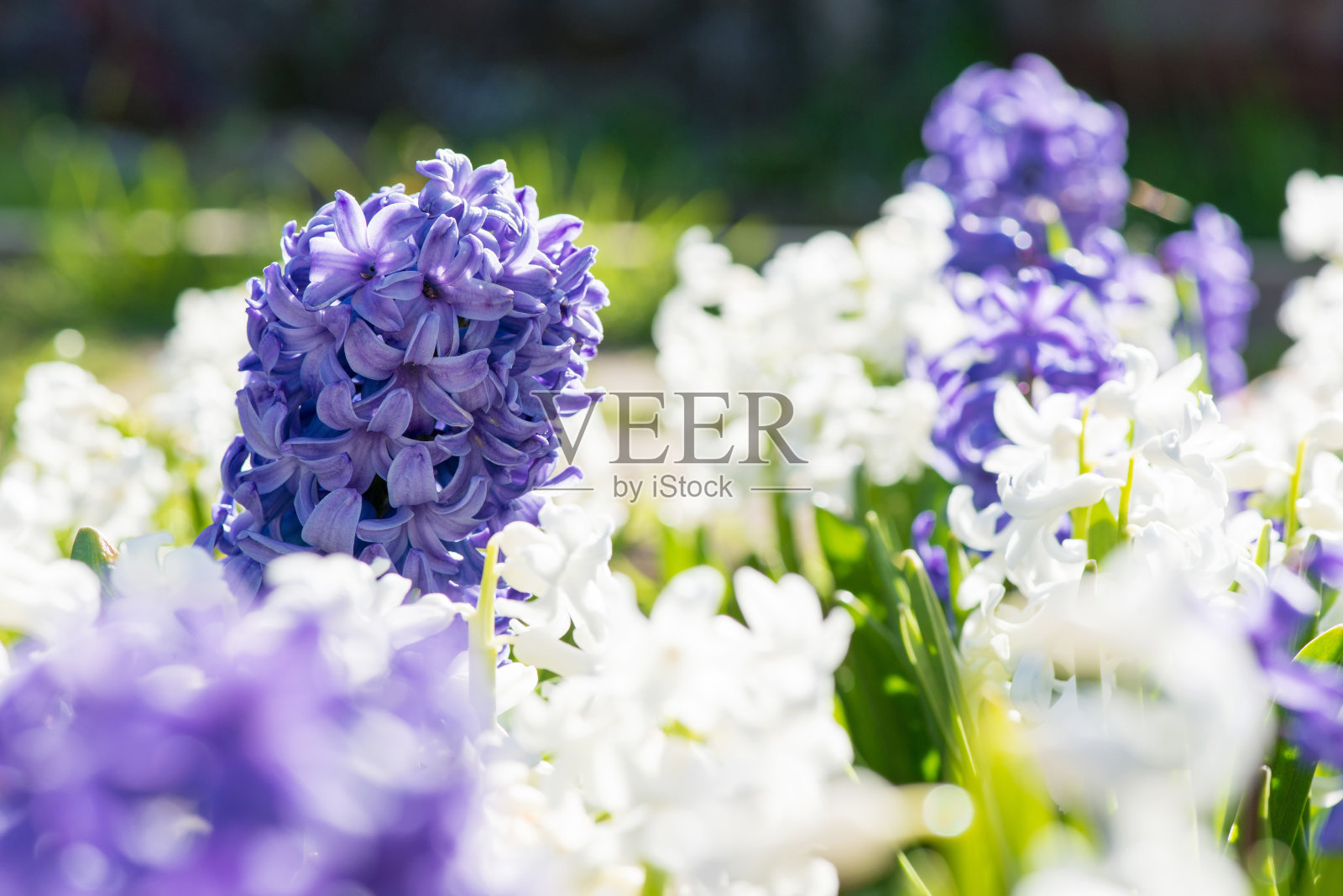 在春天花园开花的彩色风信子-选择性焦点照片摄影图片