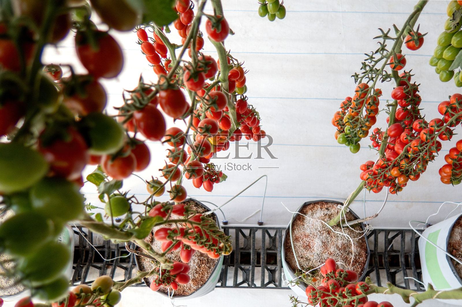 漂亮的红熟番茄生长在温室里照片摄影图片
