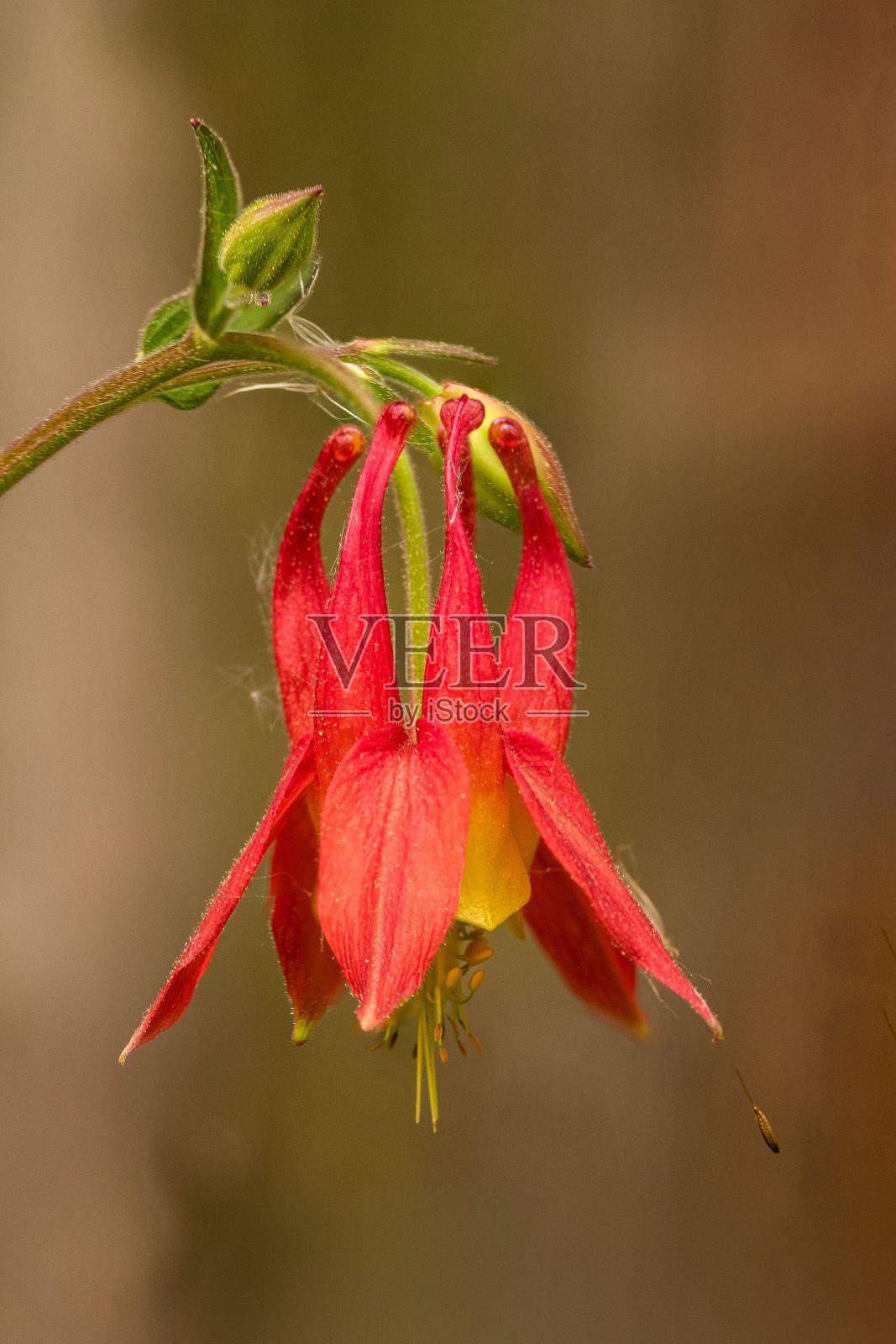 开花红耧斗菜照片摄影图片