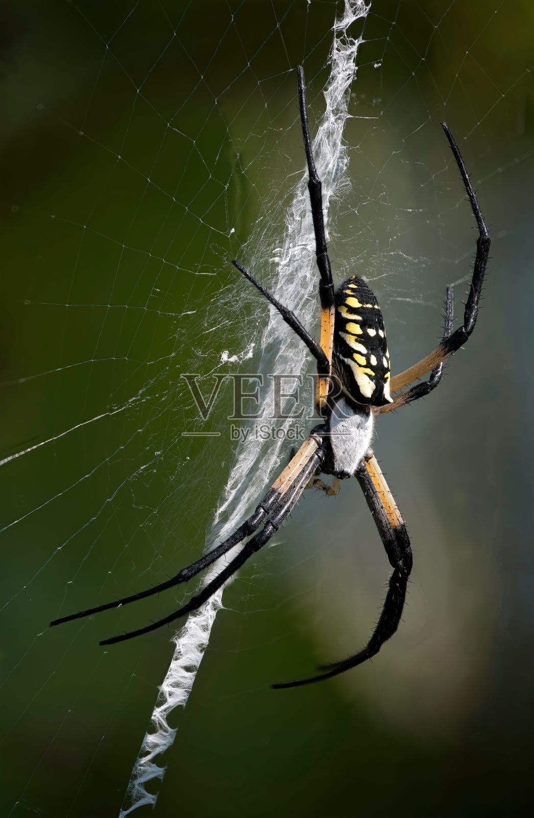 微距拍摄的黑色和黄色的蜘蛛在网上的垂直照片摄影图片