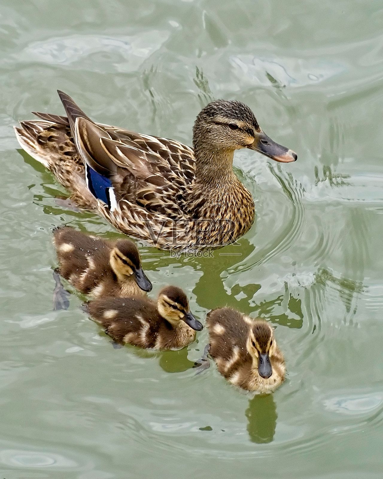 垂直拍摄一只母绿头鸭和一群小鸭出去游泳照片摄影图片