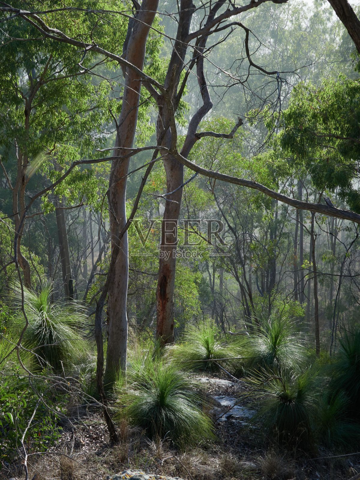昆士兰加尼亚峡谷国家公园一条小路的垂直拍摄照片摄影图片