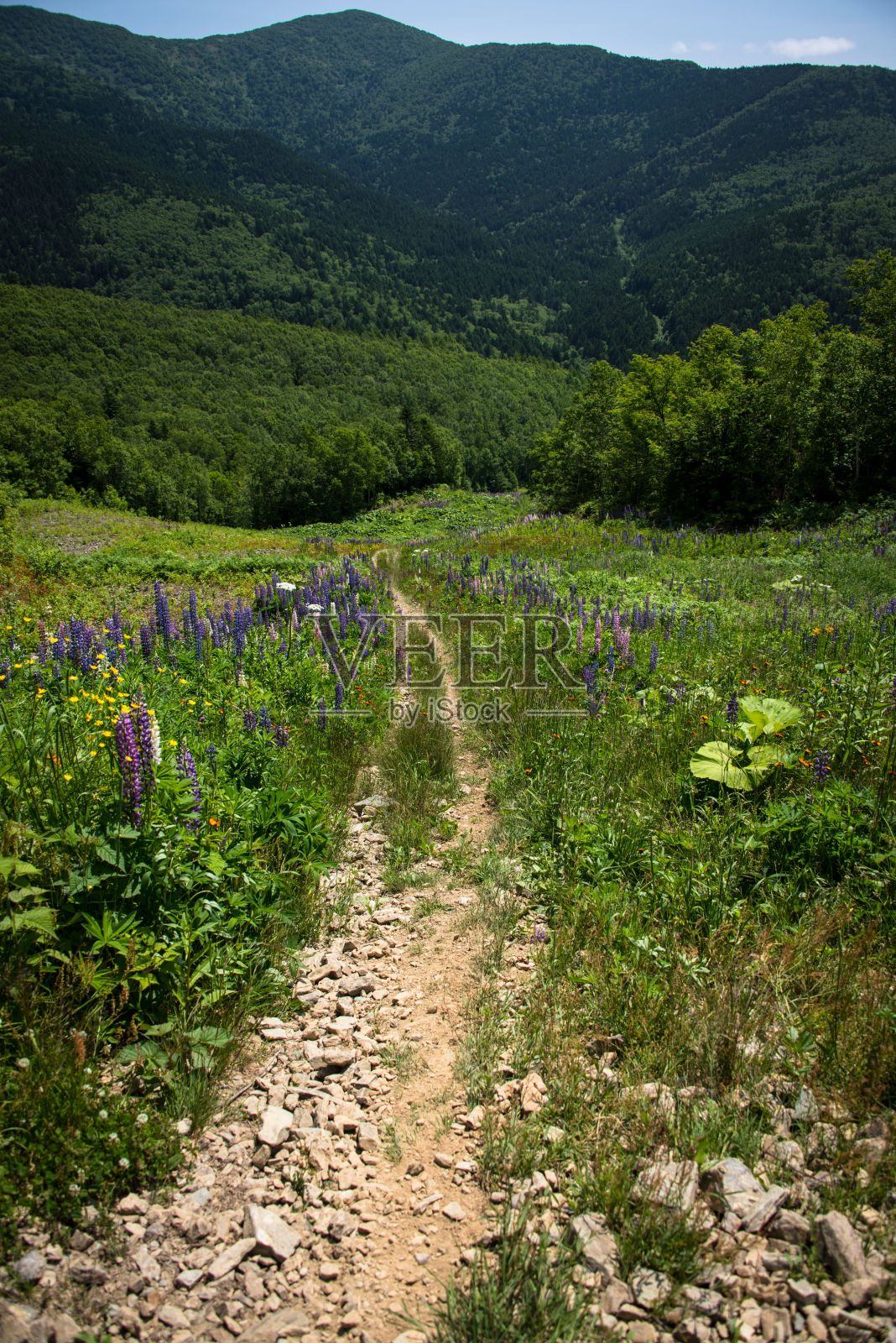 垂直拍摄的绿色田野上通往山区的狭窄小路照片摄影图片
