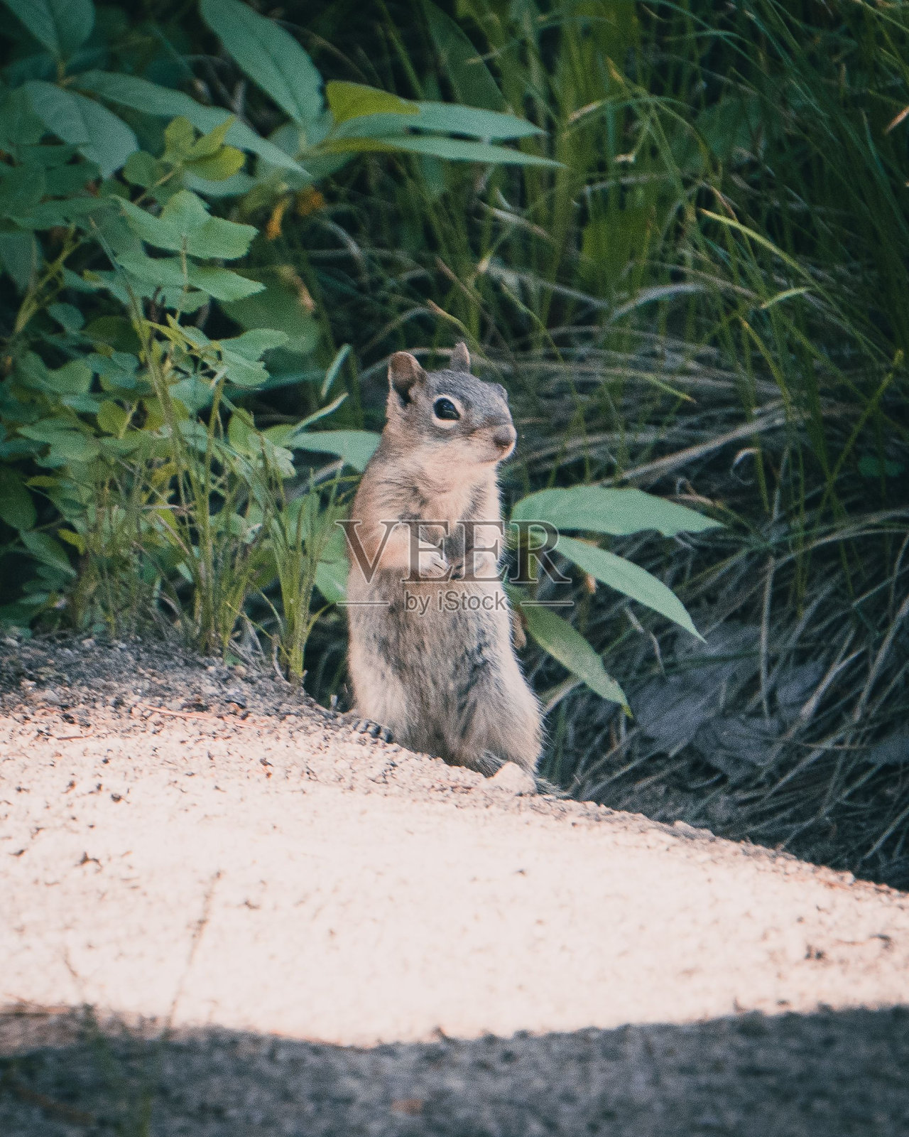 一只可爱的毛茸茸的科罗拉多花栗鼠在自然栖息地的特写，垂直拍摄照片摄影图片