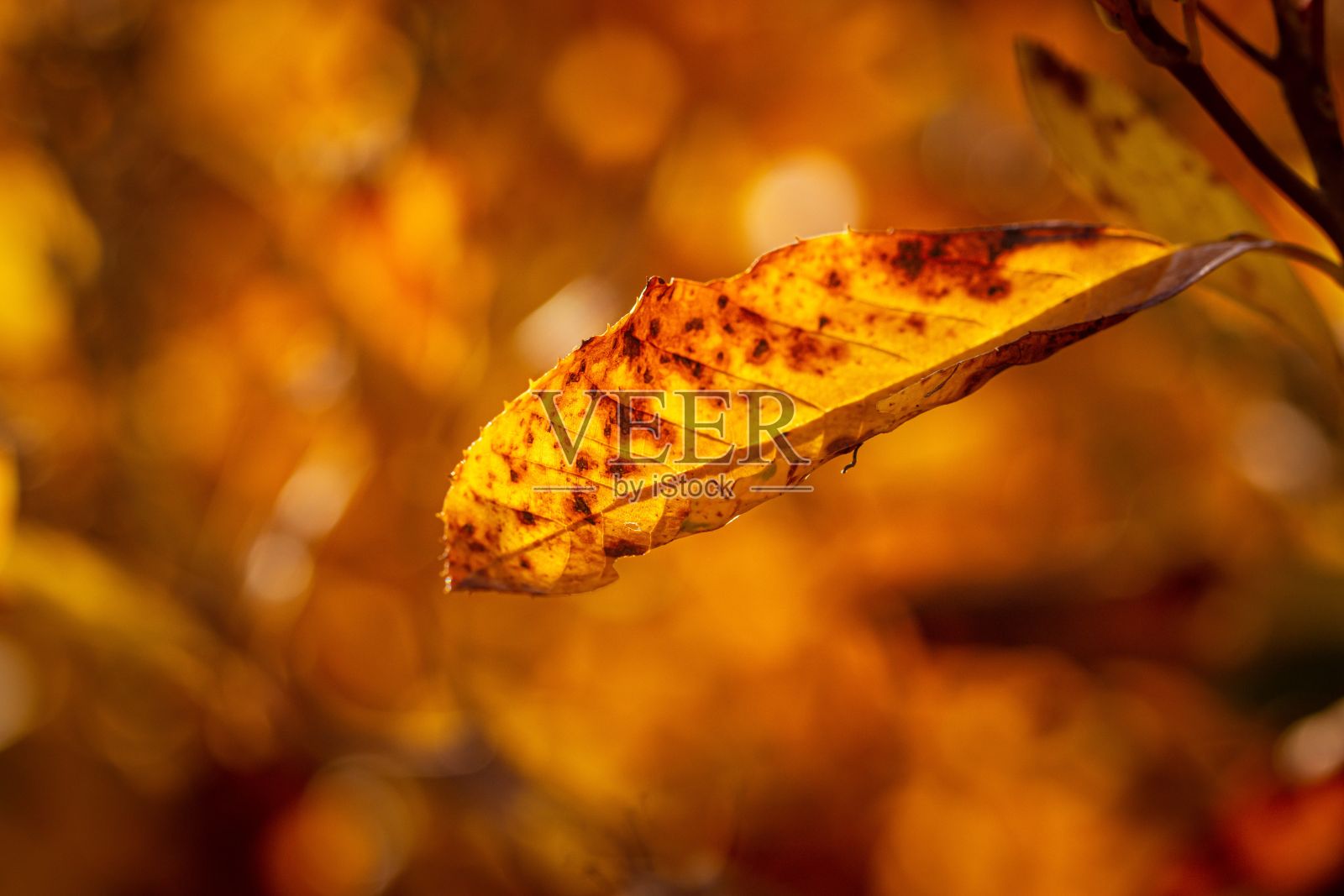 模糊背景下的黄色秋叶特写照片摄影图片