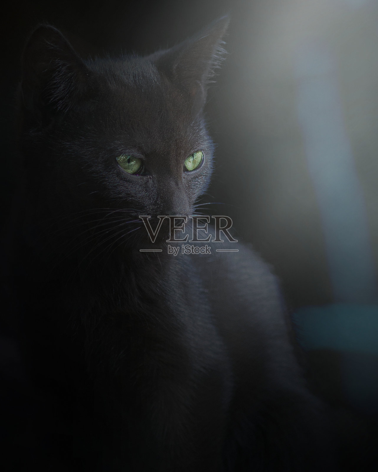 黑色的猫照片摄影图片