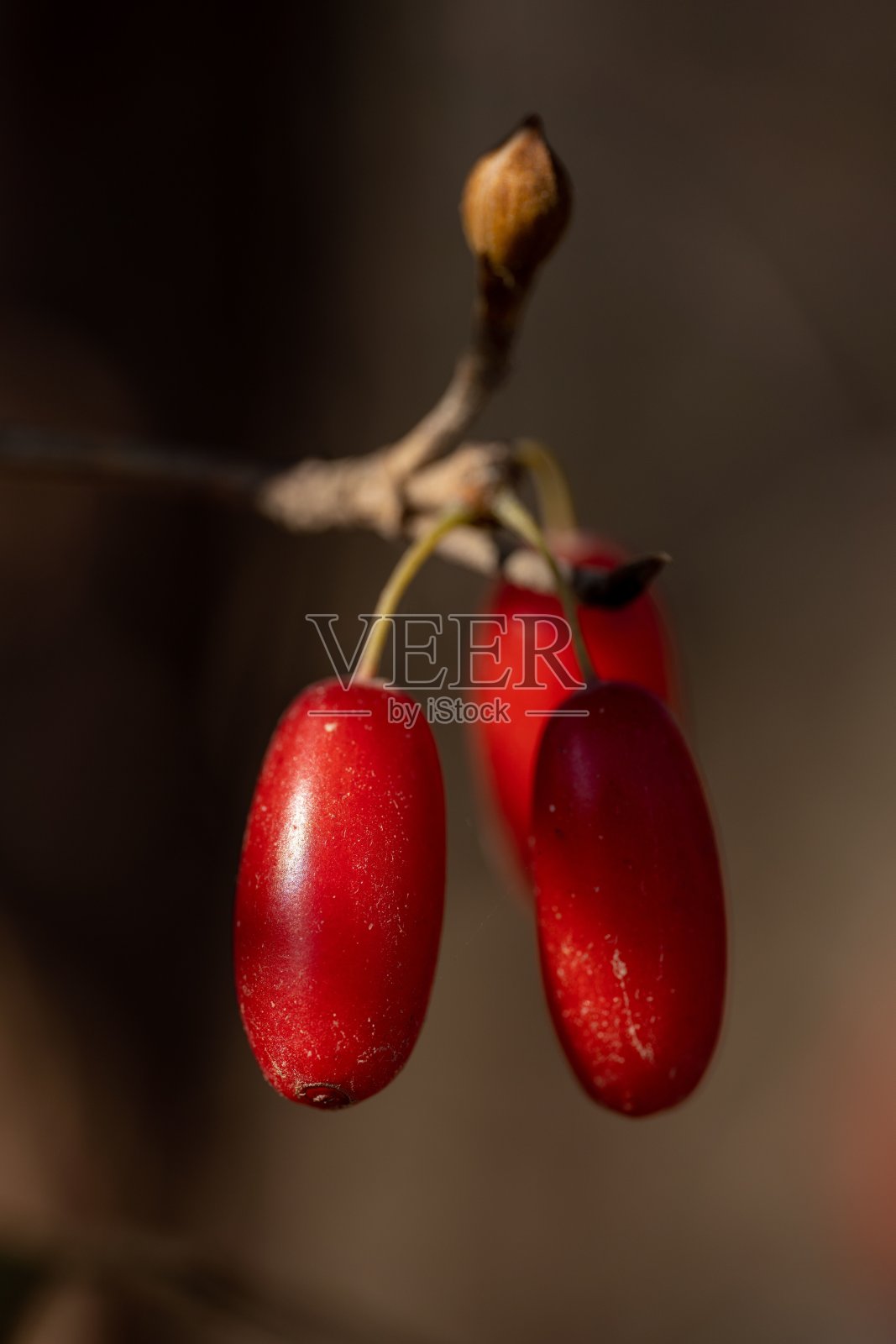 树枝上的红色浆果与散景背景照片摄影图片