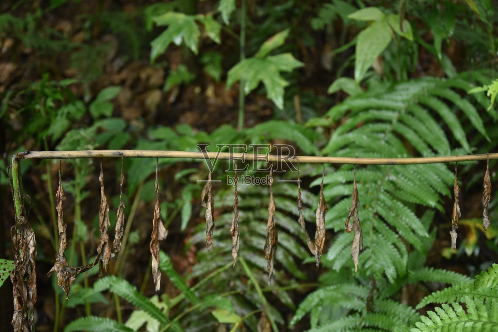 树枝上的干叶子，鹰蕨和模糊的背景照片摄影图片