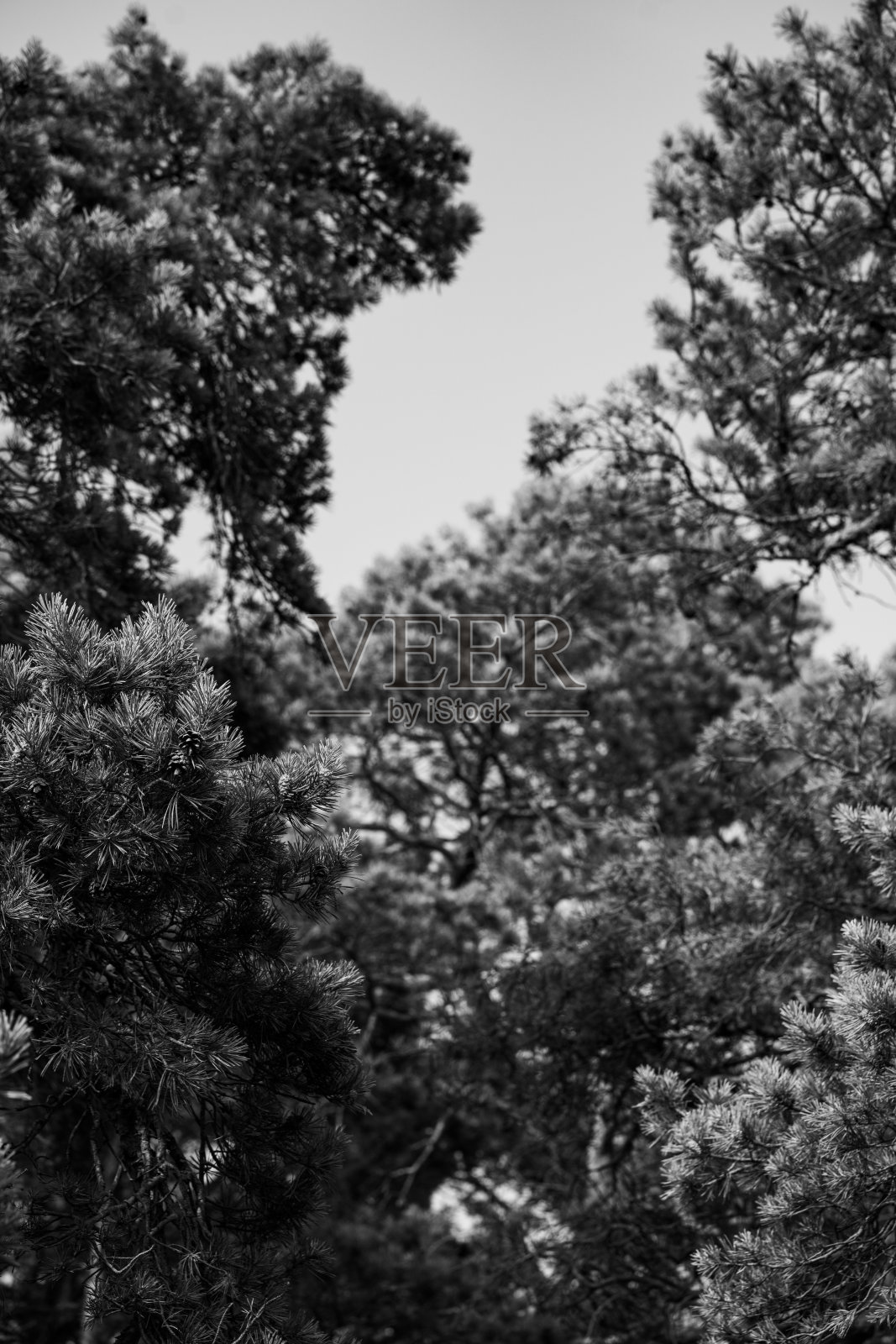 日落时的树的灰度垂直照片照片摄影图片