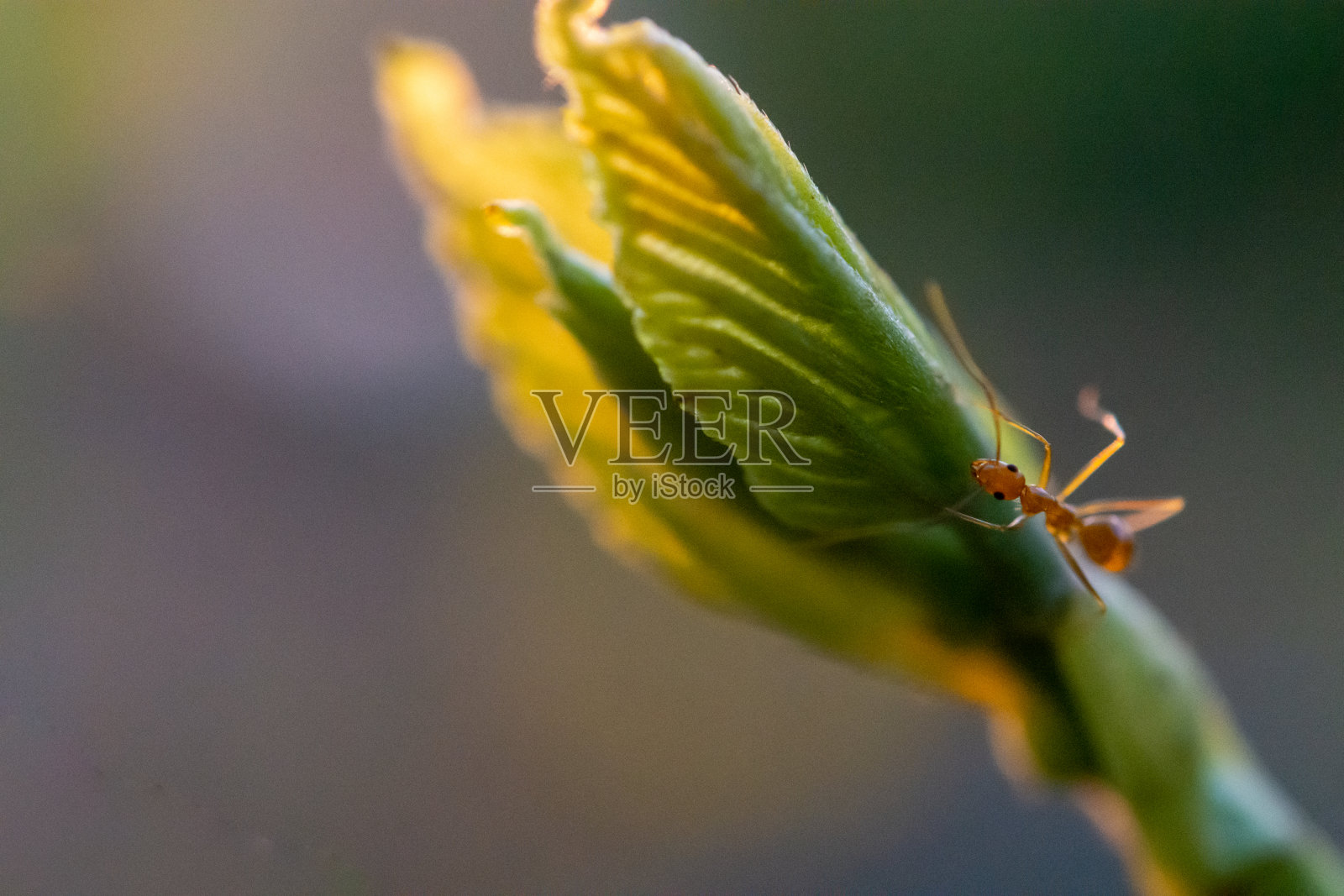 桑树，有嫩枝和果实。蚂蚁行走。背光。当太阳落山时。关闭了。照片摄影图片