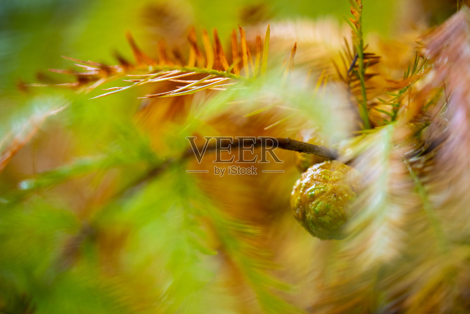 特写，落叶松，森林，落叶松，松果，水果照片摄影图片