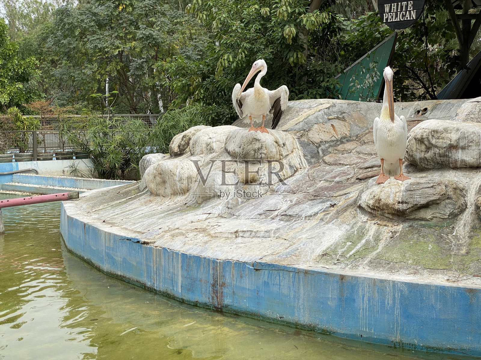 白鹈鹕照片摄影图片