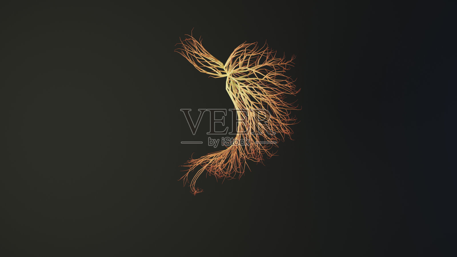 人的胃是用线条做成的。医学概念。3D渲染。照片摄影图片