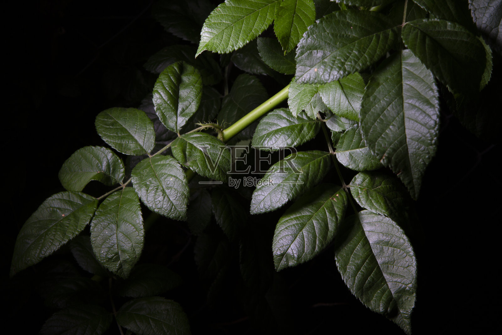 黑色背景下的绿叶照片摄影图片