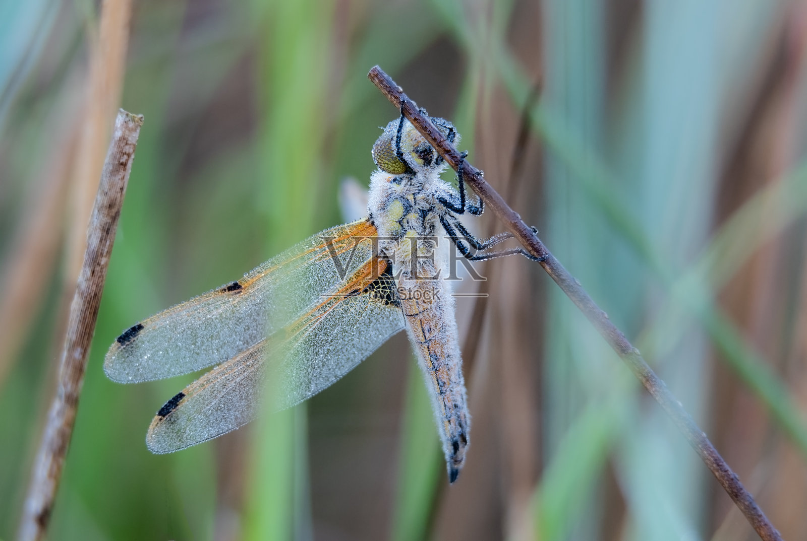 芦苇上的四个斑点追逐蜻蜓iii x15焦点堆叠图像希克林诺福克照片摄影图片