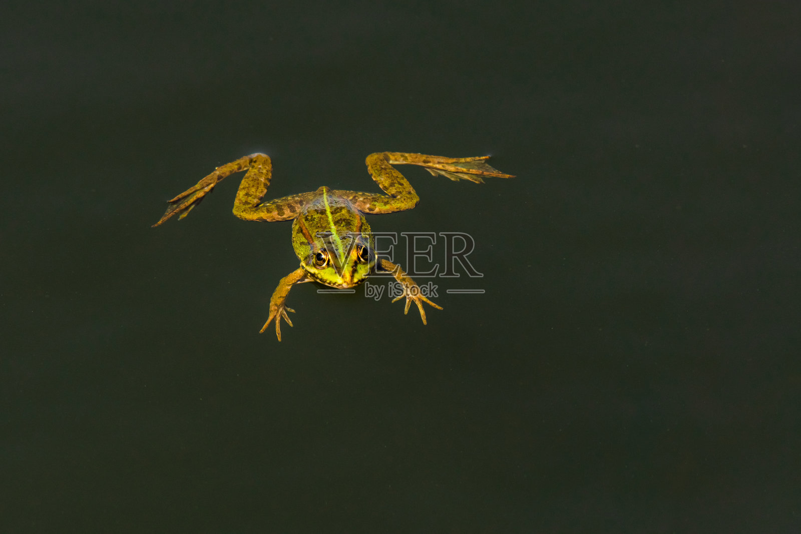 沼泽蛙(Pelophylax ridibundus)是一种绿色两栖动物，一动不动地漂浮在湖边的水中。照片摄影图片
