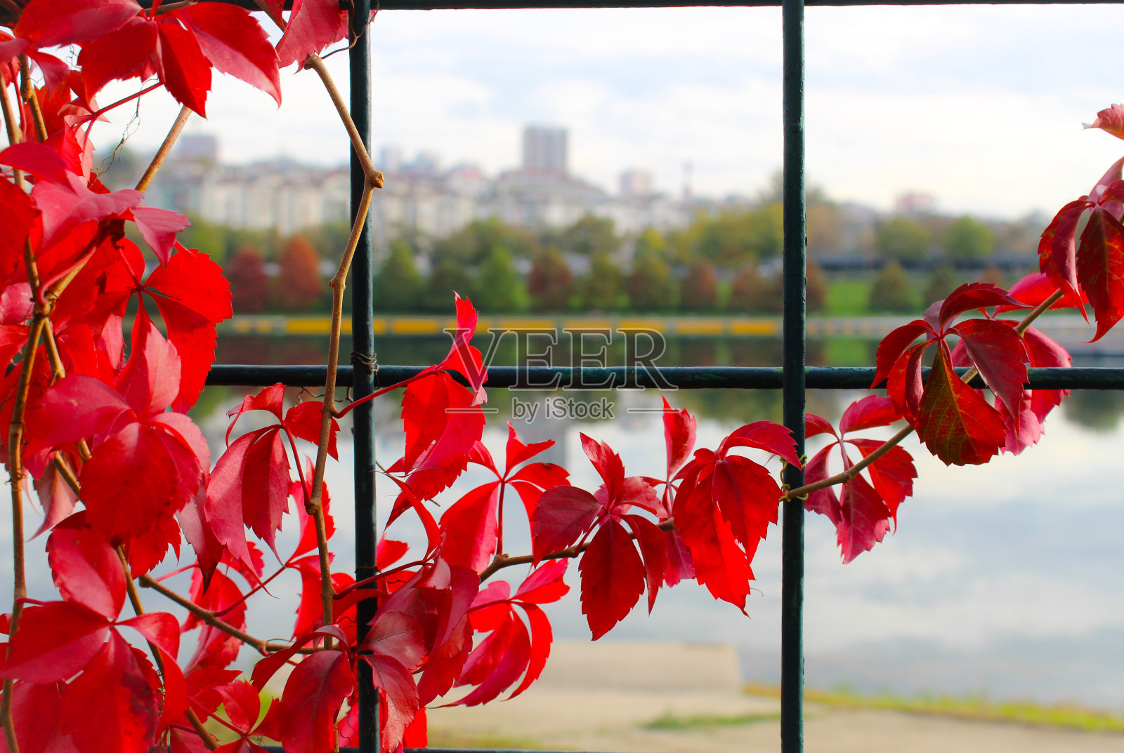 秋天的爬虫照片摄影图片