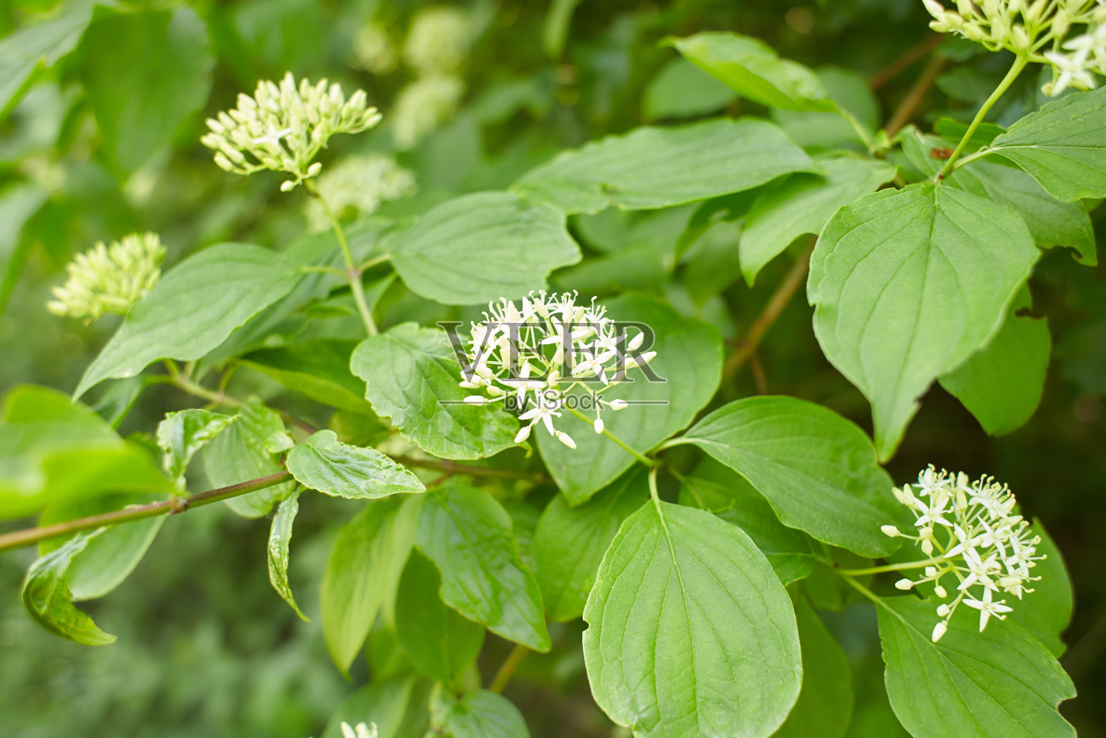 白花山茱萸林地信赖花园。夏天和春天的时间。照片摄影图片