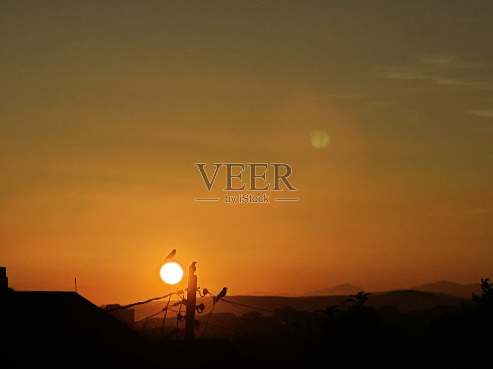 鸟照片摄影图片