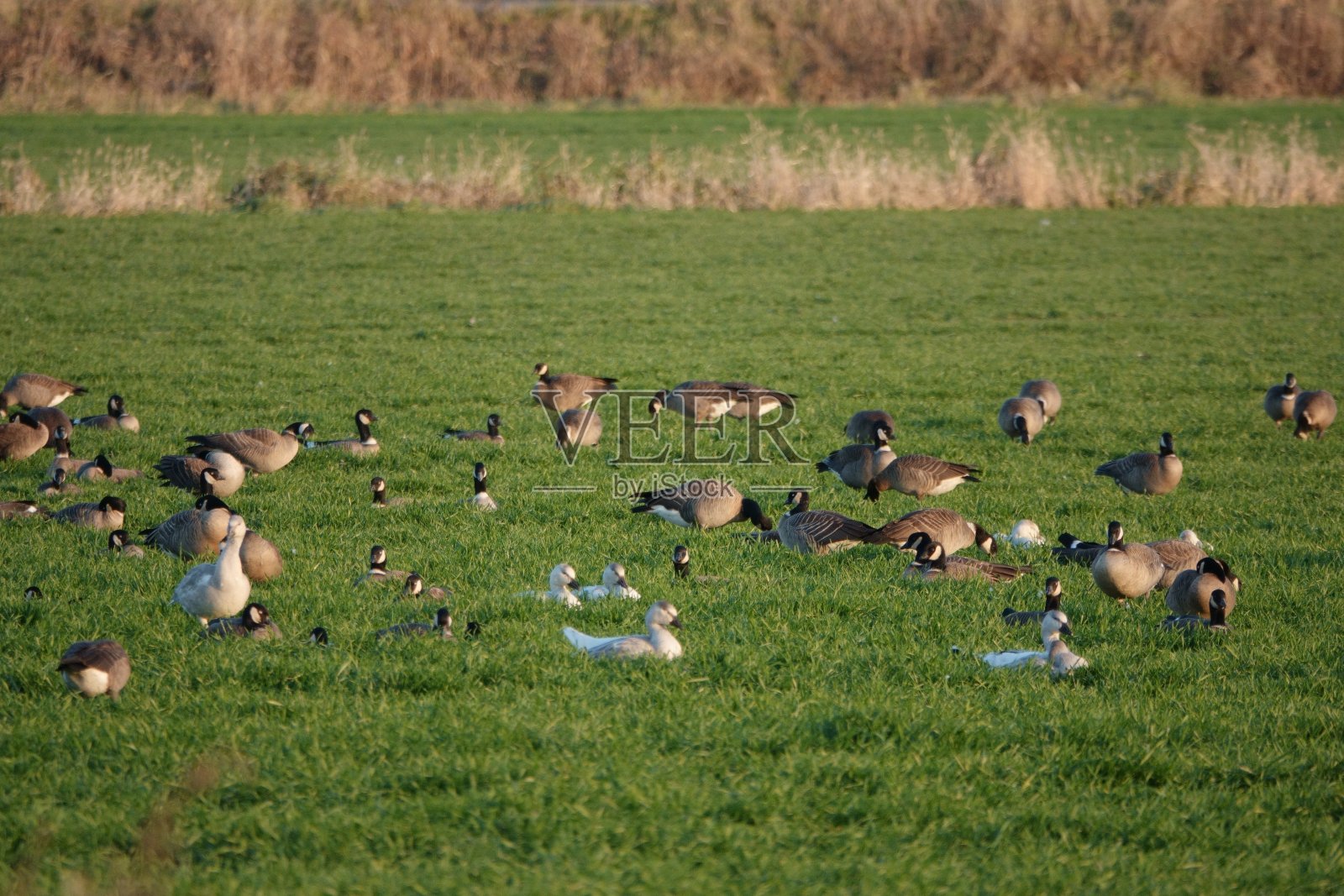 秋天迁徙期间，一群呱呱雁在北海道托achi平原的农田里休息照片摄影图片