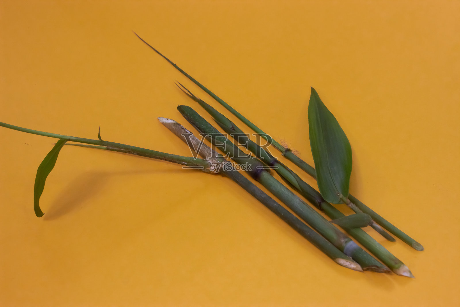 一株竹子，孤立在黄色的背景上照片摄影图片